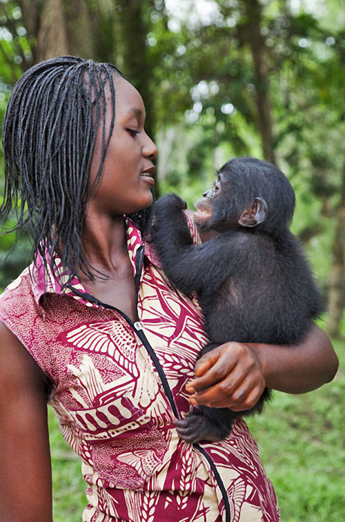 apes05 Заповедник Lola ya Bonobo в Конго