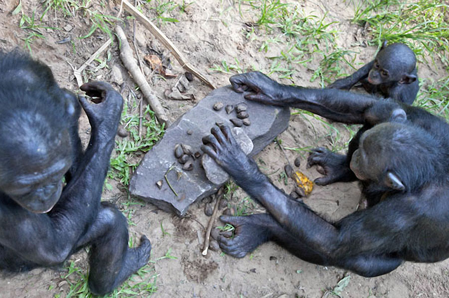 apes06 Заповедник Lola ya Bonobo в Конго