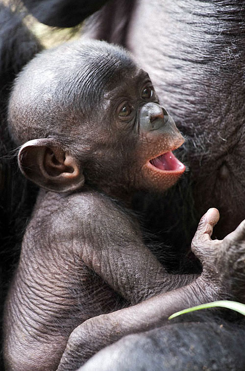 apes07 Заповедник Lola ya Bonobo в Конго