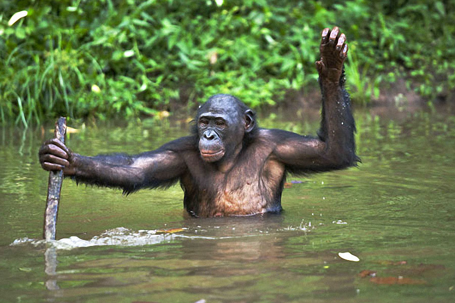 apes08 Заповедник Lola ya Bonobo в Конго