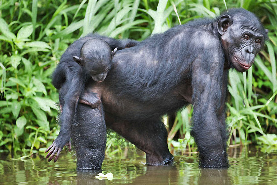 apes09 Заповедник Lola ya Bonobo в Конго