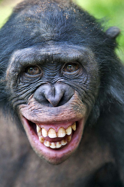 apes10 Заповедник Lola ya Bonobo в Конго