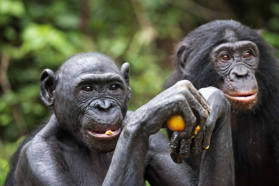 apes11 Заповедник Lola ya Bonobo в Конго