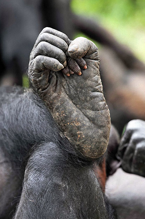 apes12 Заповедник Lola ya Bonobo в Конго