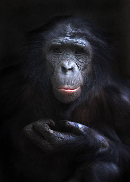 apes131 Человекообразные обезьяны Франкфуртского зоопарка