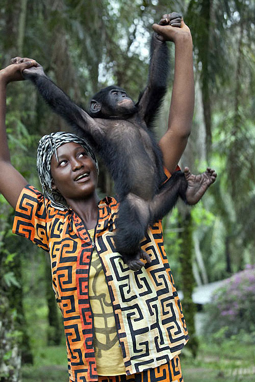 apes14 Заповедник Lola ya Bonobo в Конго