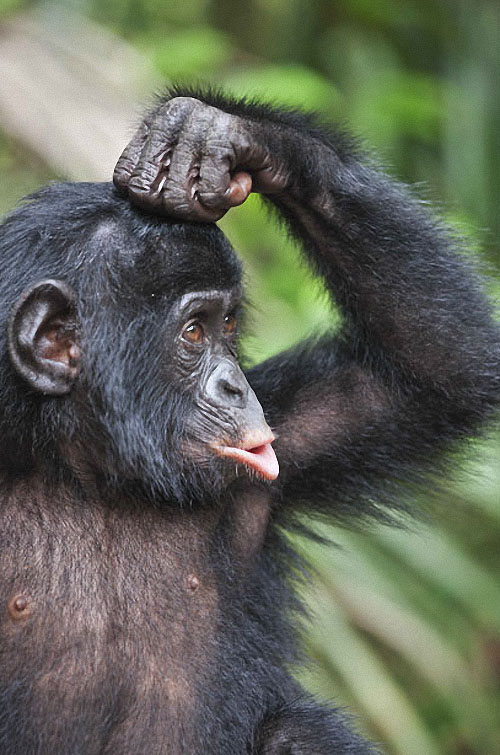 apes15 Заповедник Lola ya Bonobo в Конго
