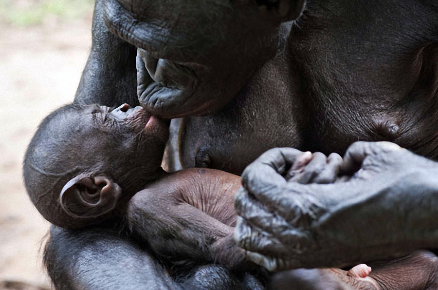 apes16 Заповедник Lola ya Bonobo в Конго