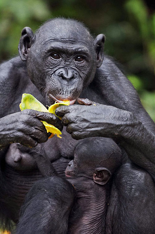 apes17 Заповедник Lola ya Bonobo в Конго