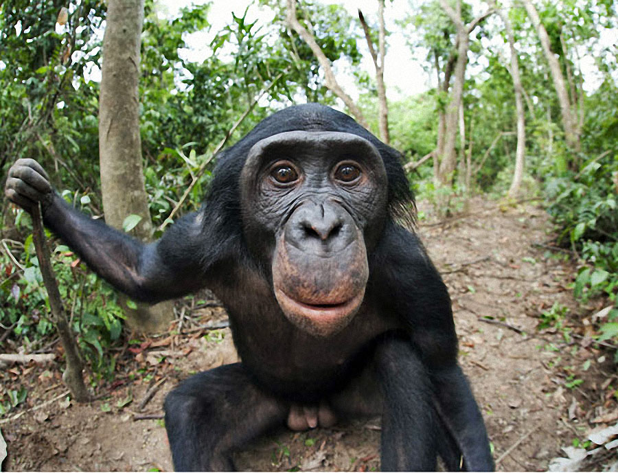 apes18 Заповедник Lola ya Bonobo в Конго