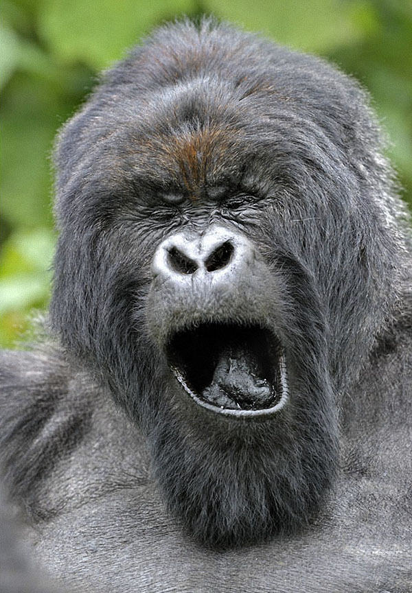 gorillas01 Гориллы: Жизнь на грани