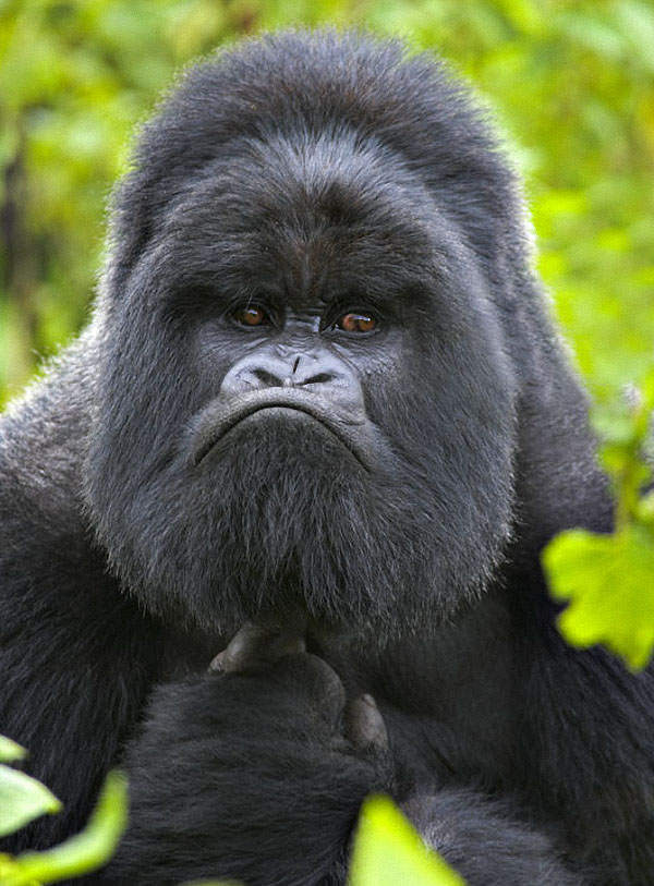 gorillas02 Гориллы: Жизнь на грани