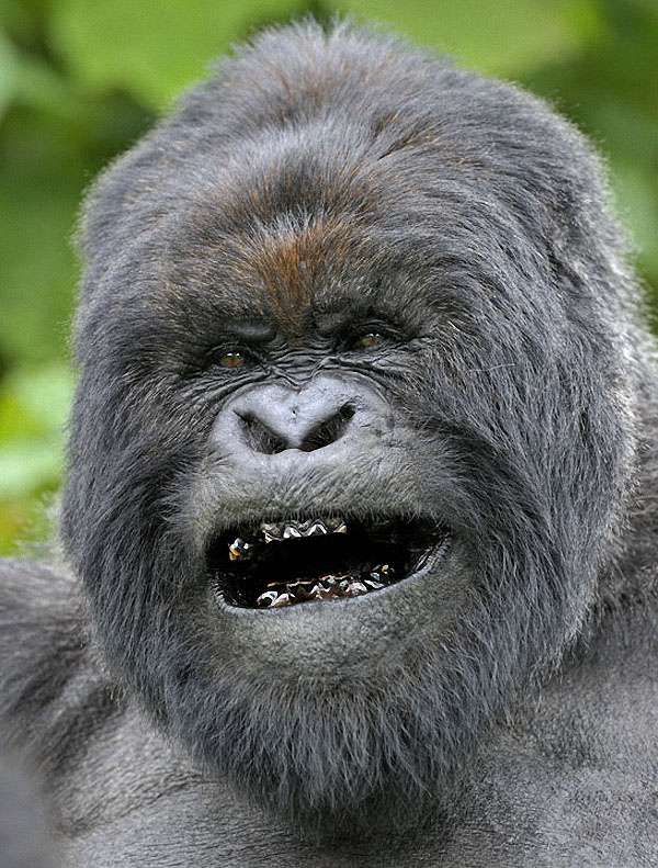 gorillas03 Гориллы: Жизнь на грани