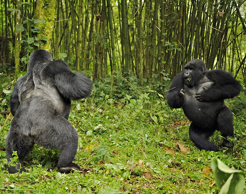 gorillas04 Гориллы: Жизнь на грани