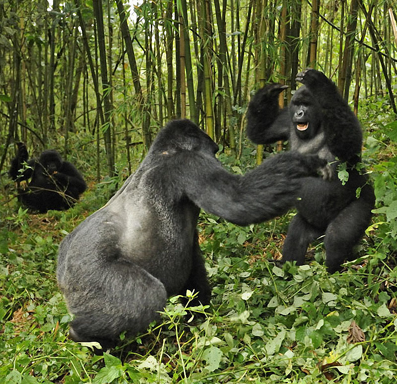 gorillas05 Гориллы: Жизнь на грани