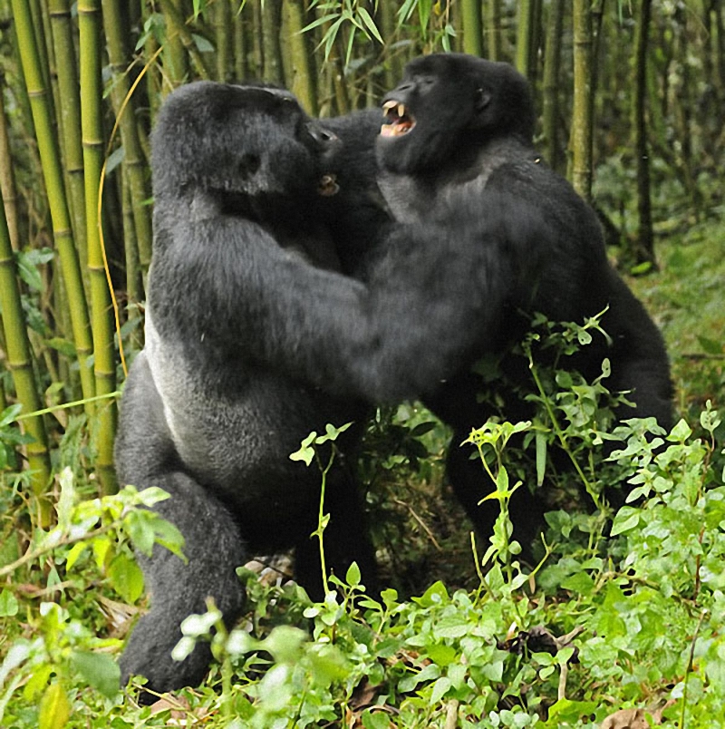 gorillas06 Гориллы: Жизнь на грани