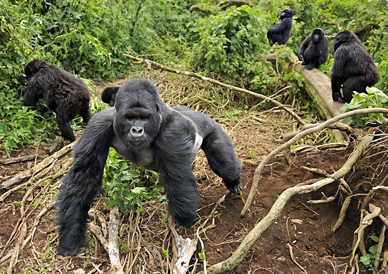 gorillas07 Гориллы: Жизнь на грани