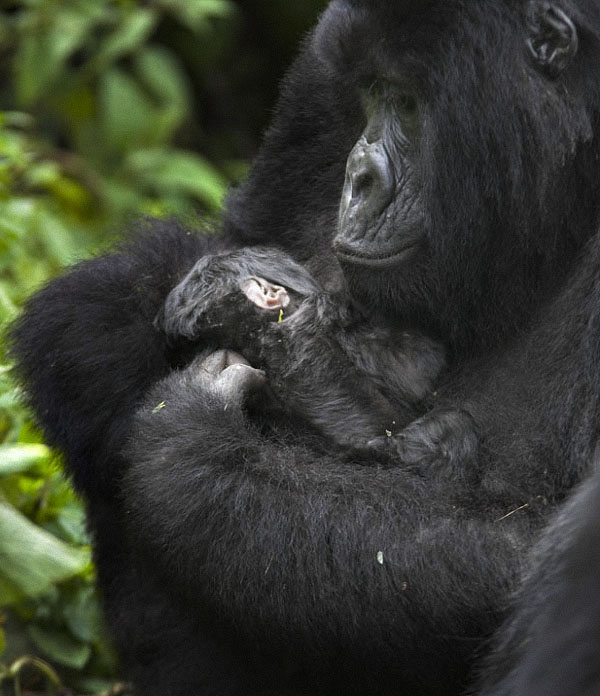 gorillas08 Гориллы: Жизнь на грани