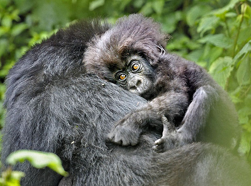 gorillas09 Гориллы: Жизнь на грани