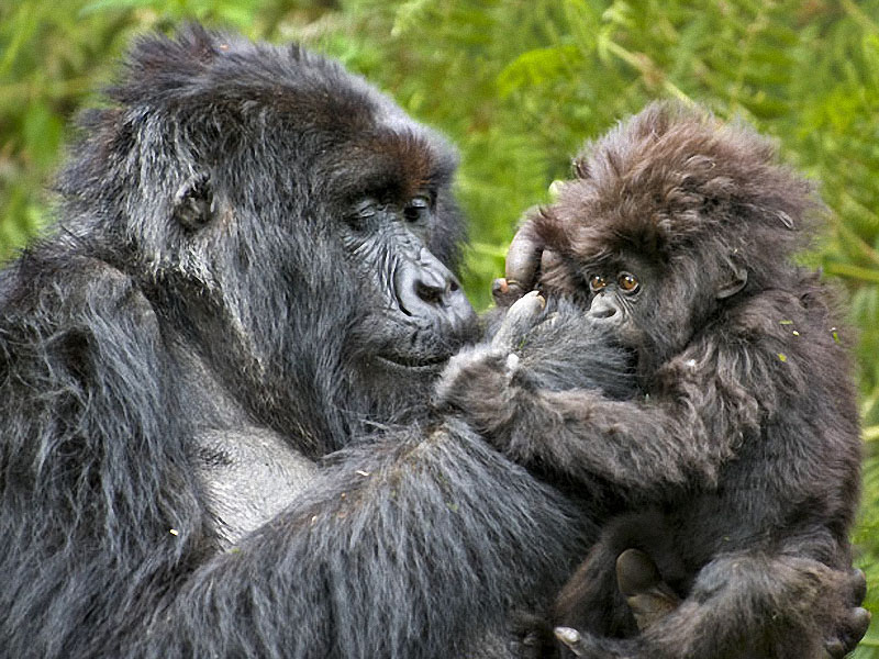 gorillas11 Гориллы: Жизнь на грани