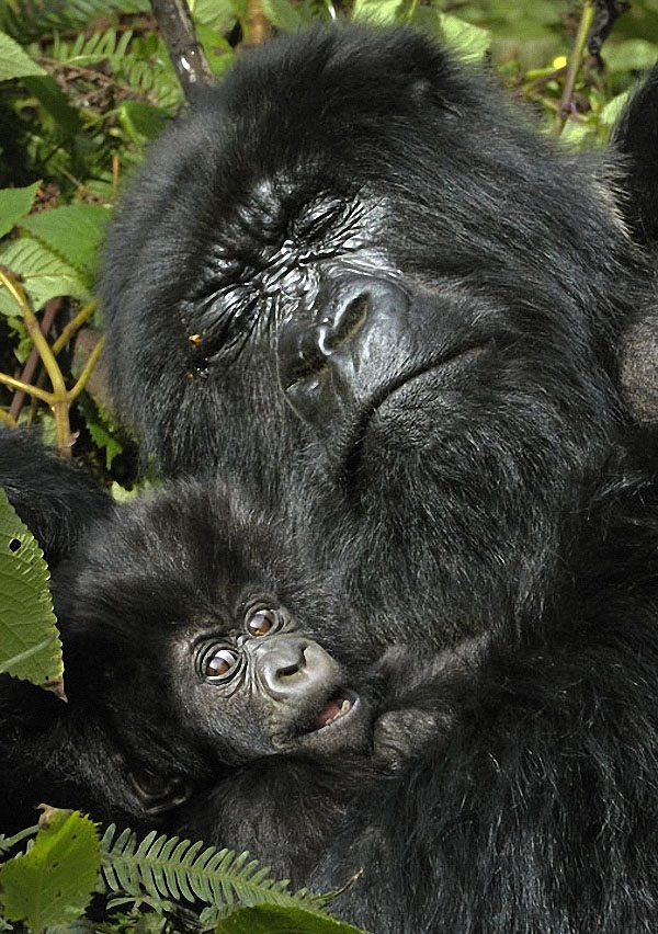 gorillas13 Гориллы: Жизнь на грани