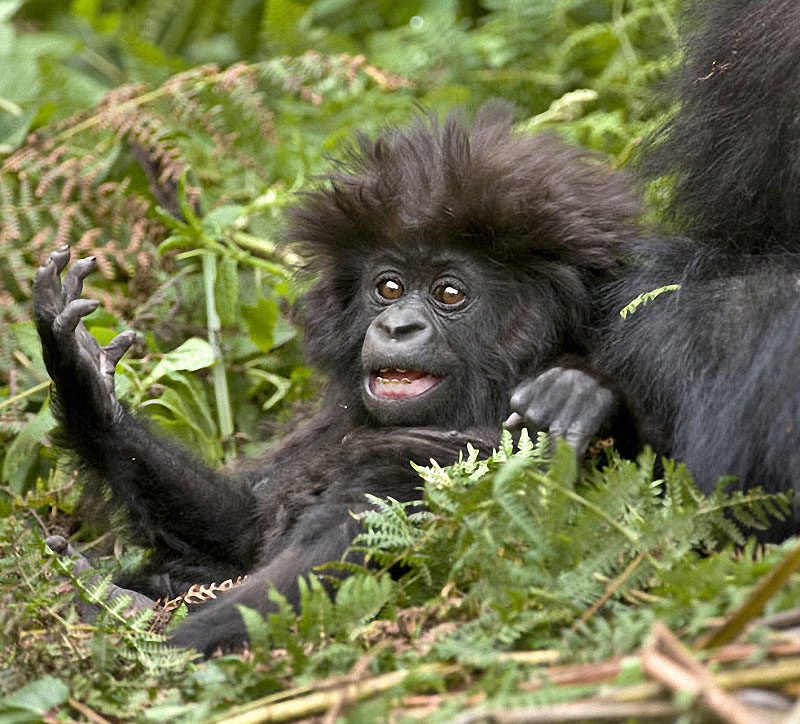 gorillas14 Гориллы: Жизнь на грани