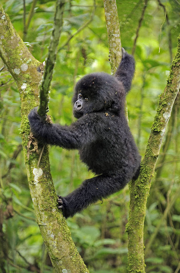 gorillas15 Гориллы: Жизнь на грани