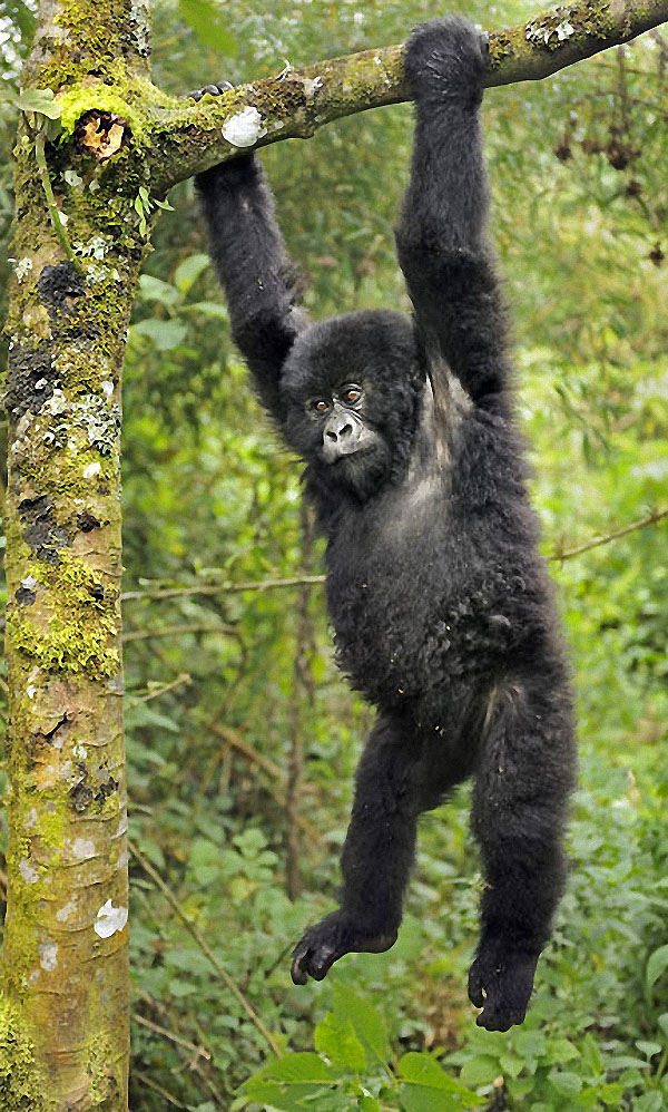 gorillas16 Гориллы: Жизнь на грани