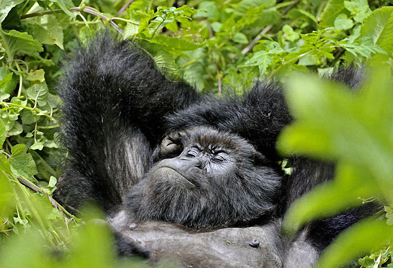 gorillas17 Гориллы: Жизнь на грани