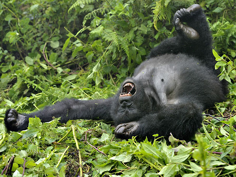 gorillas18 Гориллы: Жизнь на грани