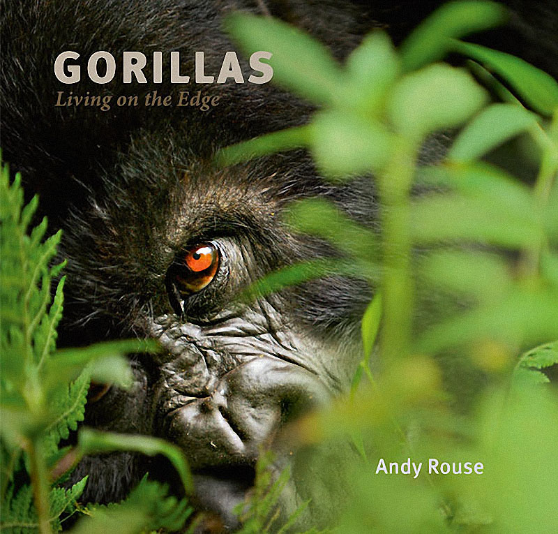 gorillas19 Гориллы: Жизнь на грани