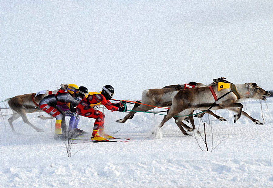 race01 Гонки на северных оленях в Лапландии