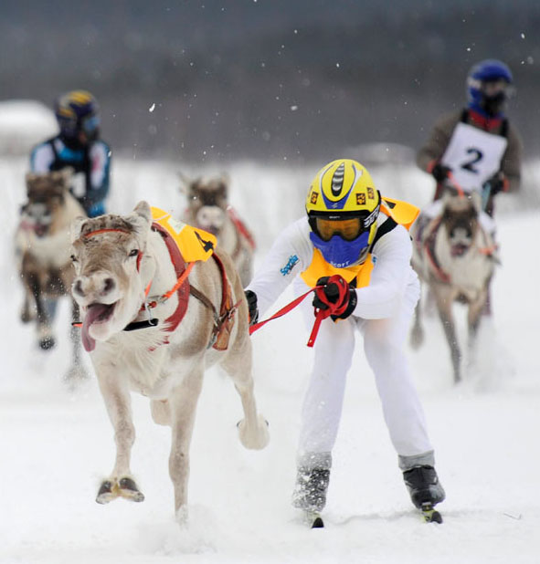 race02 Гонки на северных оленях в Лапландии