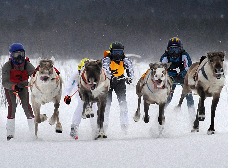 race05 Гонки на северных оленях в Лапландии