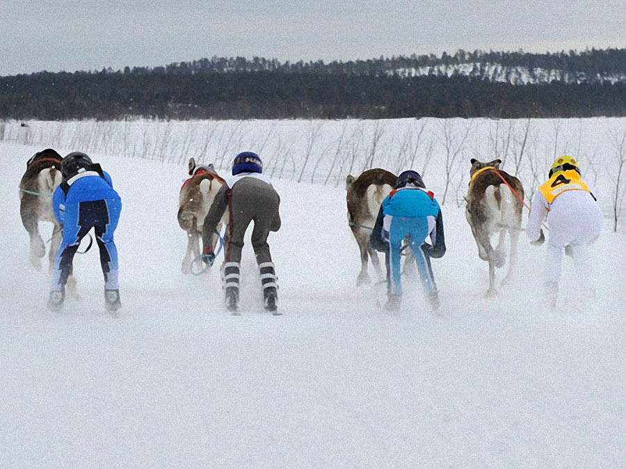 race06 Гонки на северных оленях в Лапландии