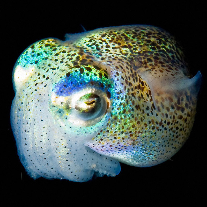 sea03 Светящиеся существа из морских глубин
