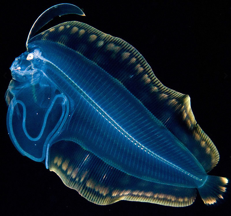 sea04 Светящиеся существа из морских глубин