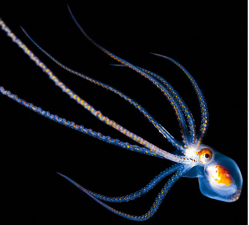 sea06 Светящиеся существа из морских глубин