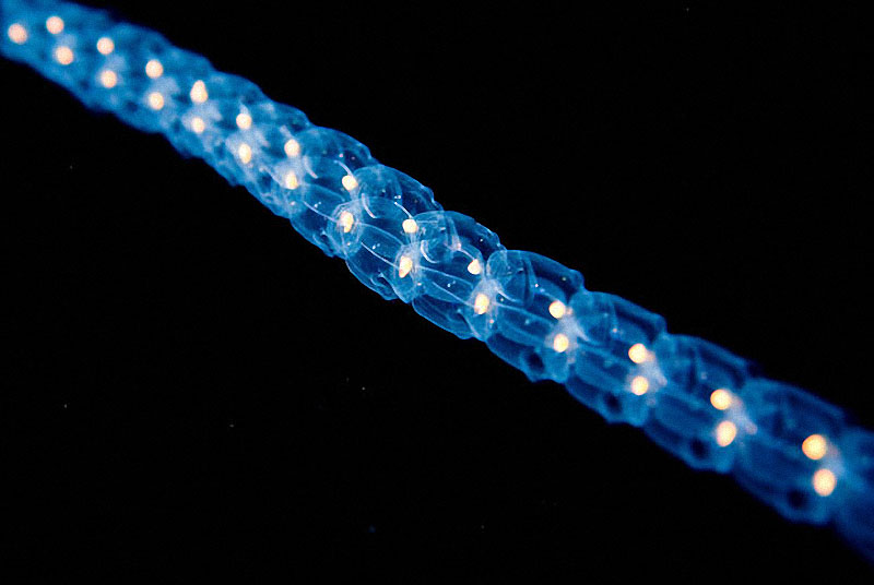 sea10 Светящиеся существа из морских глубин