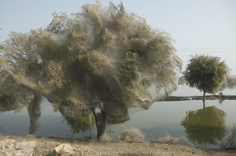 web01 Нашествие пауков на деревья в Пакистане