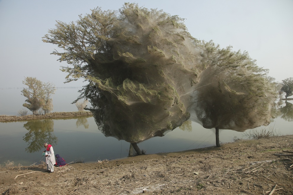 web08 Нашествие пауков на деревья в Пакистане