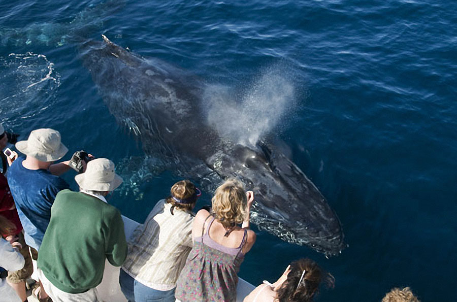 whale02 Самые дружелюбные киты на свете