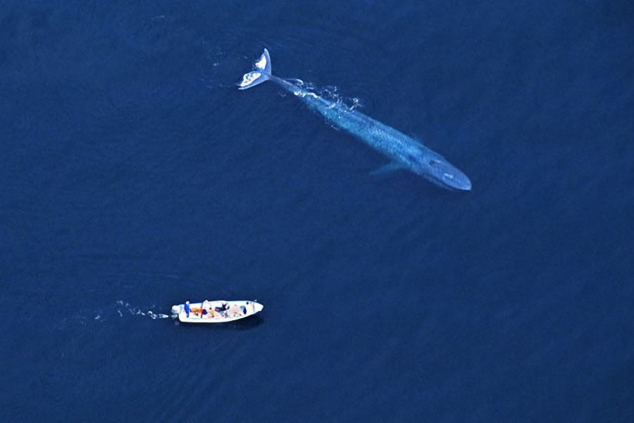 whale07 Самые дружелюбные киты на свете