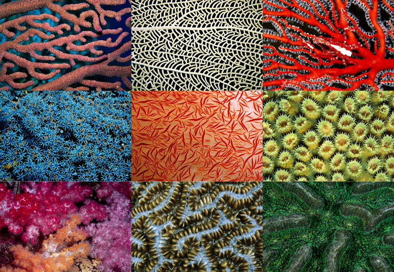 000040 Узоры природы: Кораллы