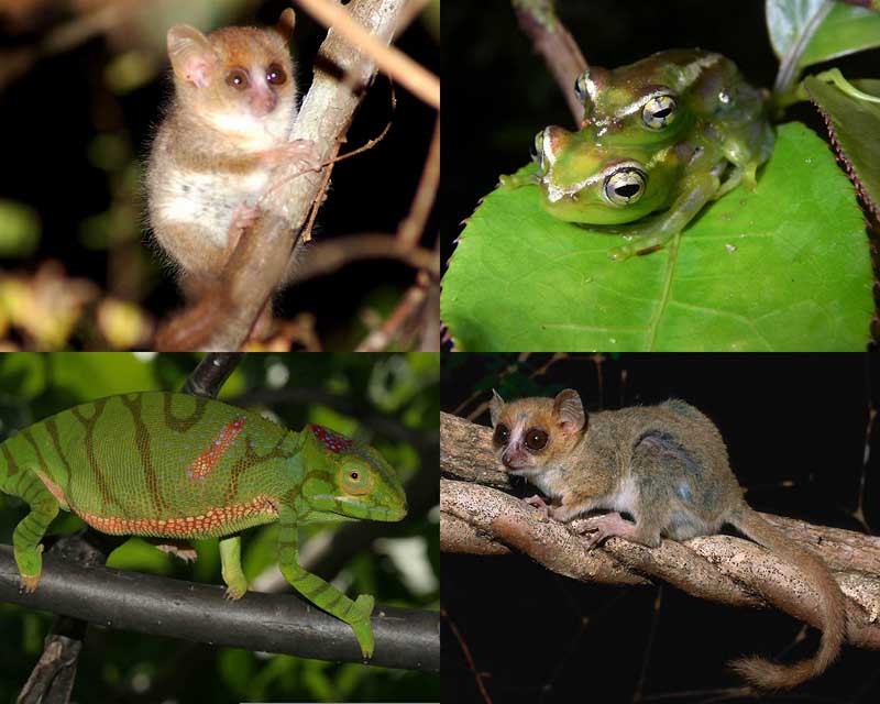 0003 Удивительные создания Мадагаскара