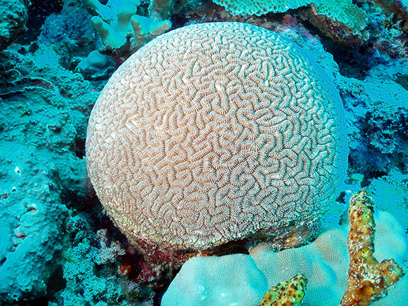 2207 Кораллы, нуждающиеся в защите 