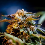 4208 150x150 Колорадский эксперимент   в штате полностью легализована марихуана