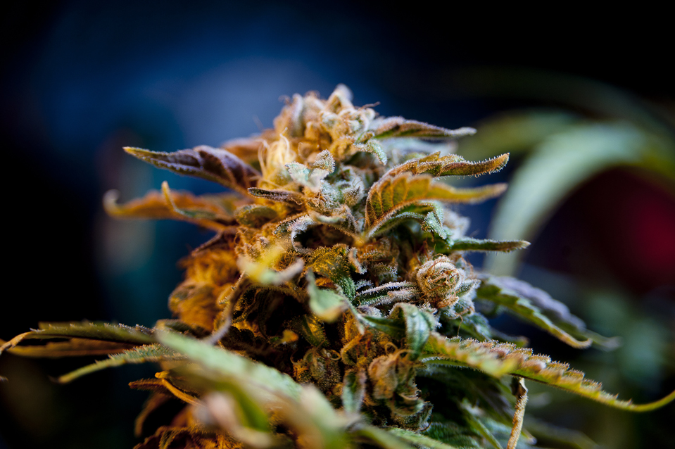4208 Колорадо против медицинской марихуаны