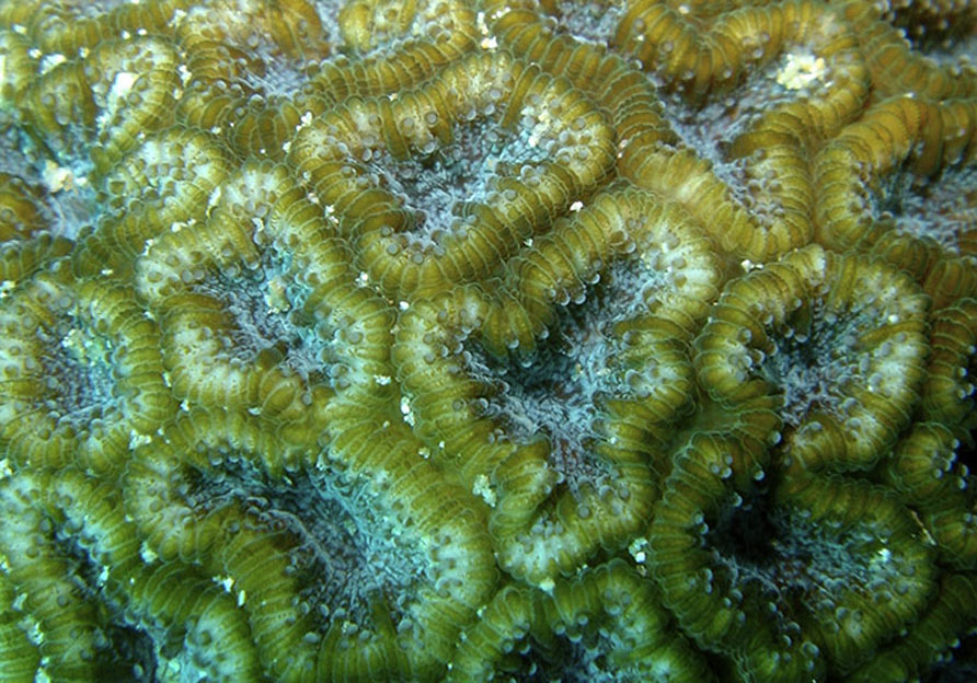 6102 Кораллы, нуждающиеся в защите 
