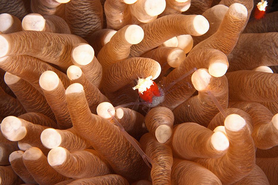 790 Кораллы, нуждающиеся в защите 
